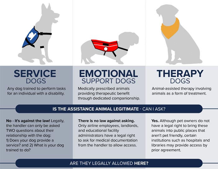 Differences Psychiatric Service Dog PSD Emotional Support Animal ESA Therapy Dog Register Today to Fly with Airline DOT