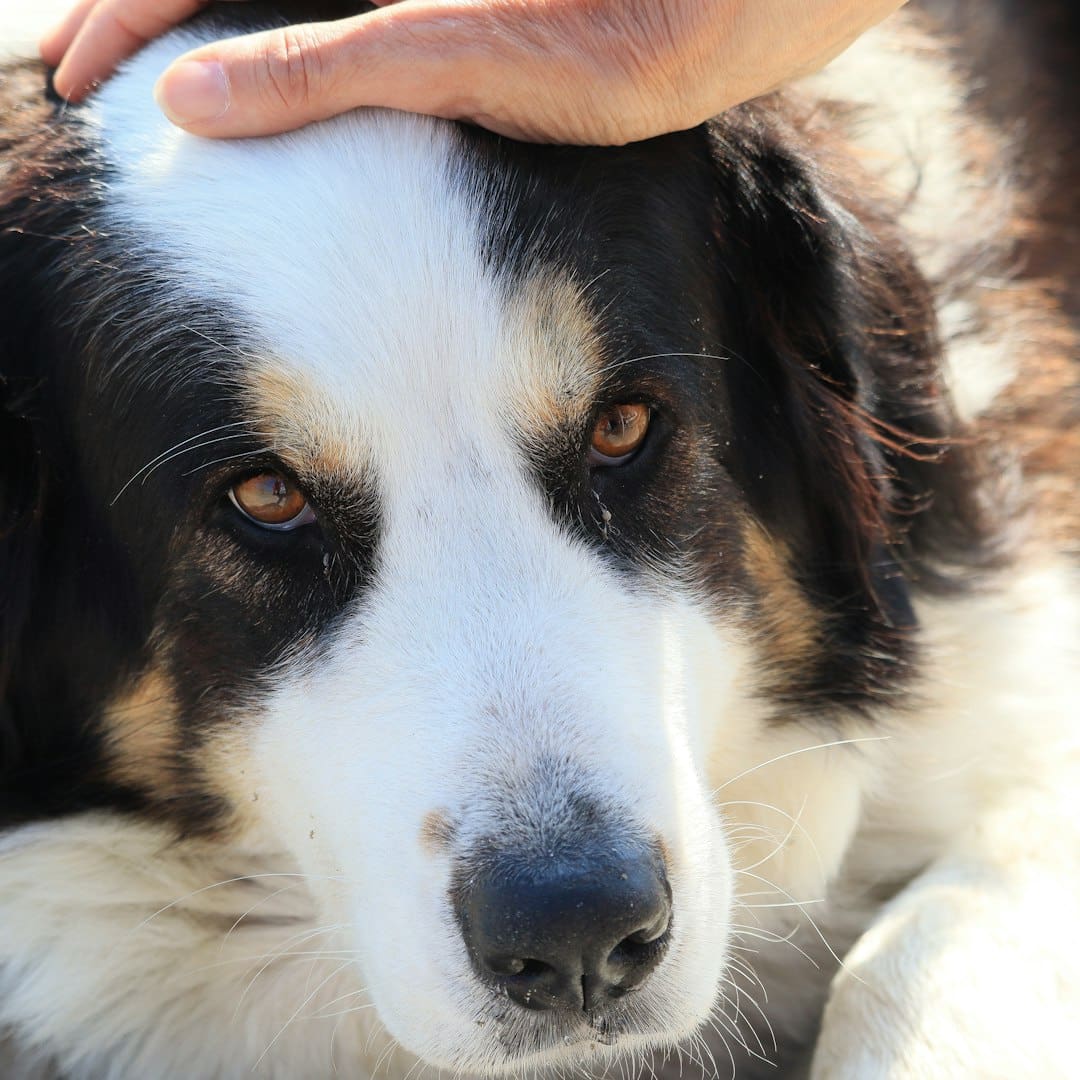 depression support animal — A hand pets a dog's head