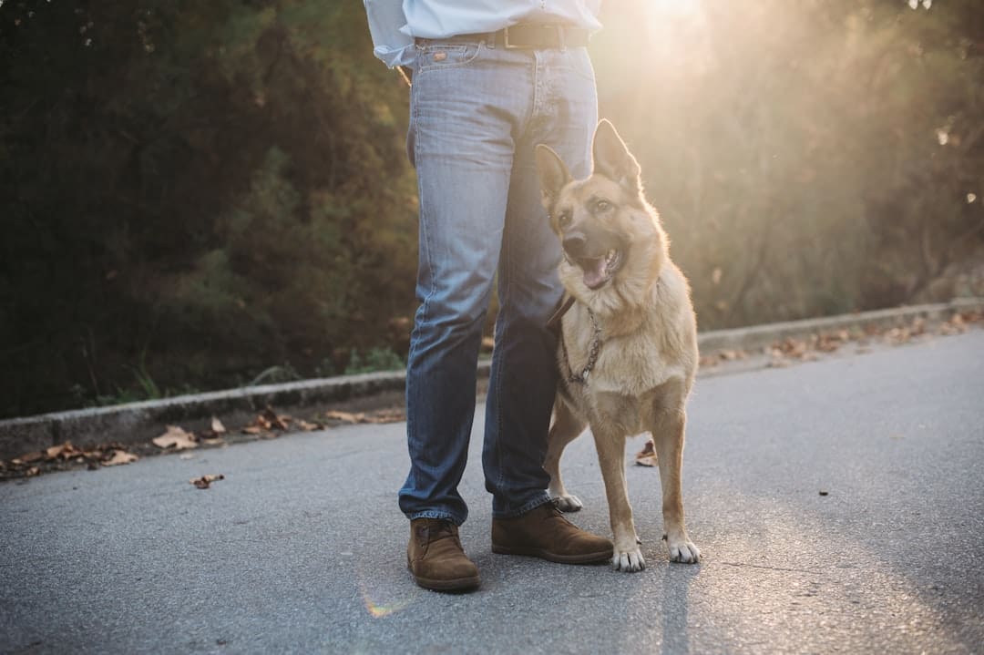 nutrition support animals. Woman in blue denim jeans and white shirt with brown short coated dog on road during