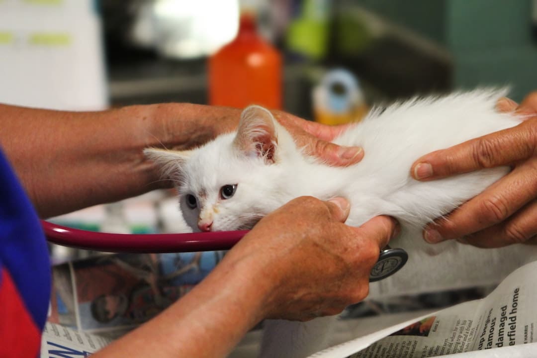 nutrition support animals. A white kitten being examined by a veterinator