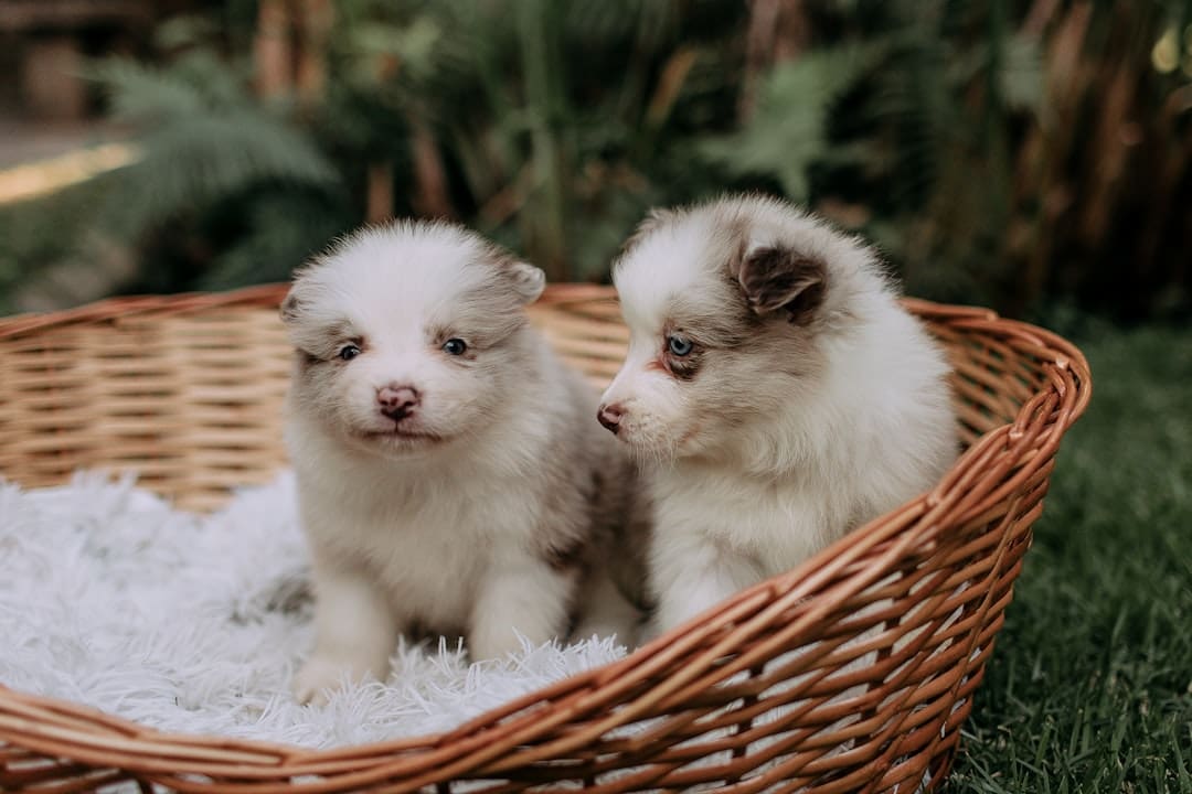 rescue support animal. Two fluffy puppies sit in a woven basket.