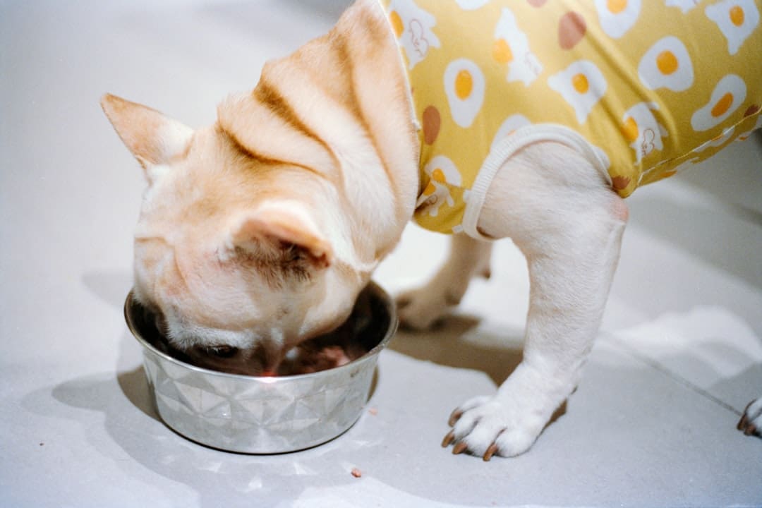 support animal health. A french bulldog eating from a metal bowl.