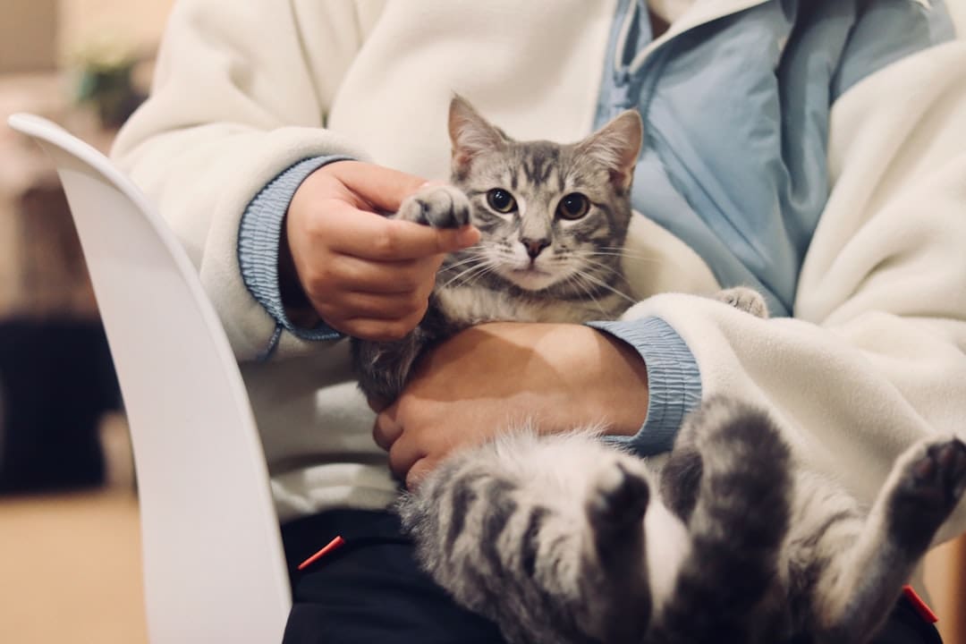 support animal health. Person holding silver tabby cat