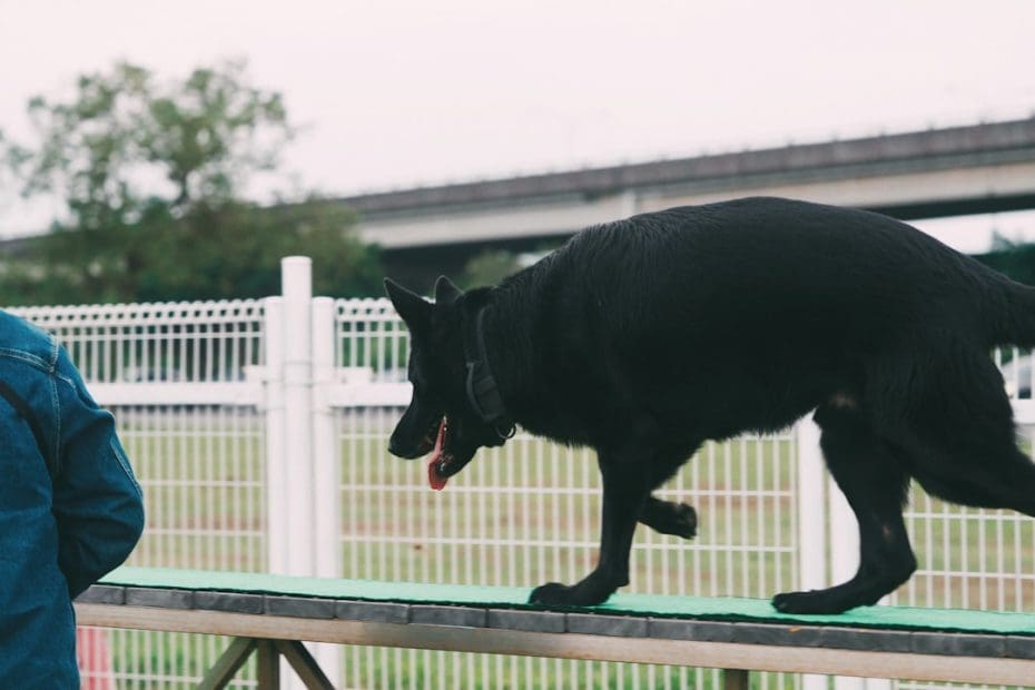 support animal health — 7 Essential Tips for Keeping Your Support Animal Healthy Year-Round