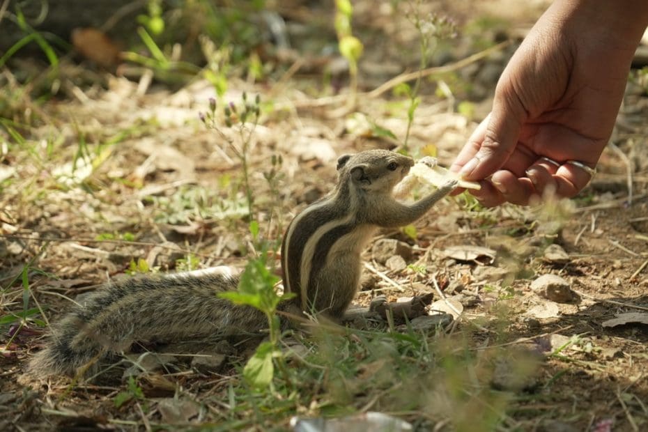 children and pets — 7 Ways Children and Pets Build Stronger Emotional Development Together