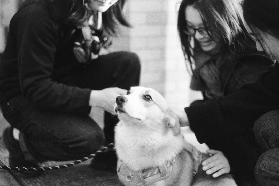 chronic pain. People petting a corgi dog outdoors
