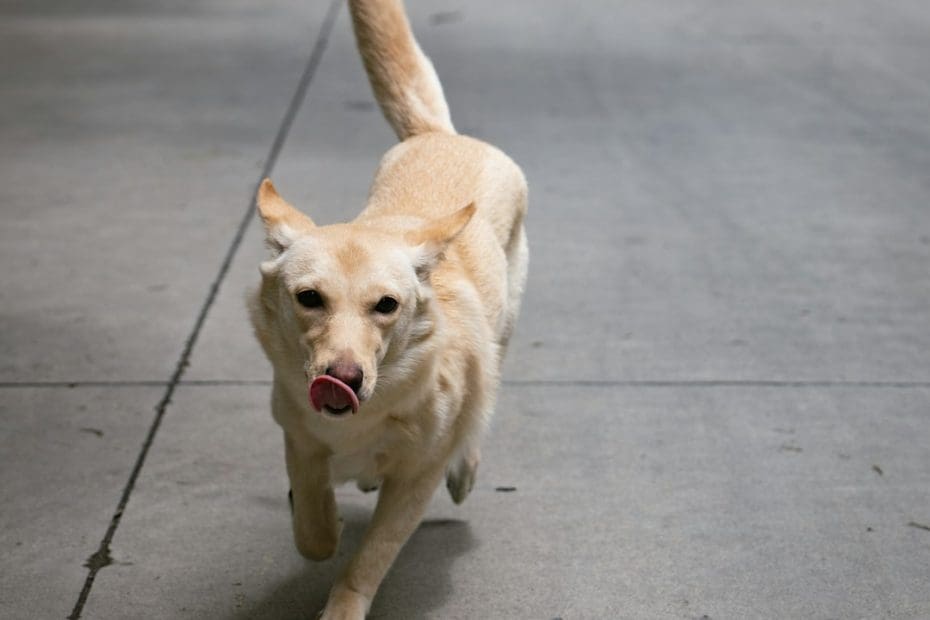 support animal qualification — Do I Qualify for a Support Animal? An Honest Self-Assessment Guide