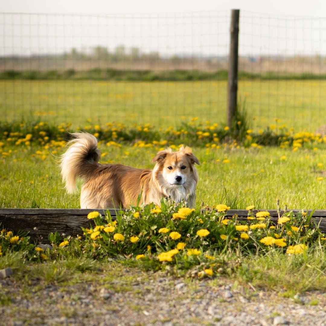 pet stress signals — a brown and white dog standing on top of a lush green field