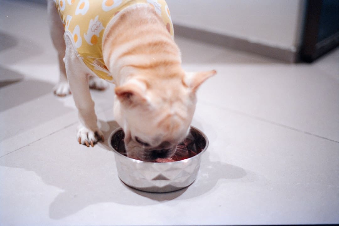 pet stress signals — A dog wearing a yellow shirt eats from a bowl