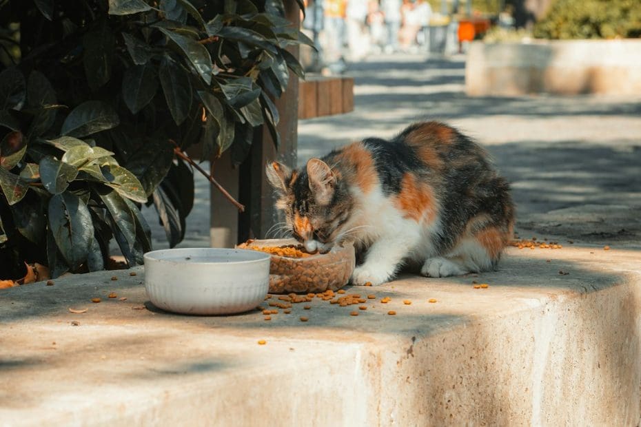 pet stress signals — Pet Stress Signals: What Your Dog or Cat Is Telling You About Your Bond