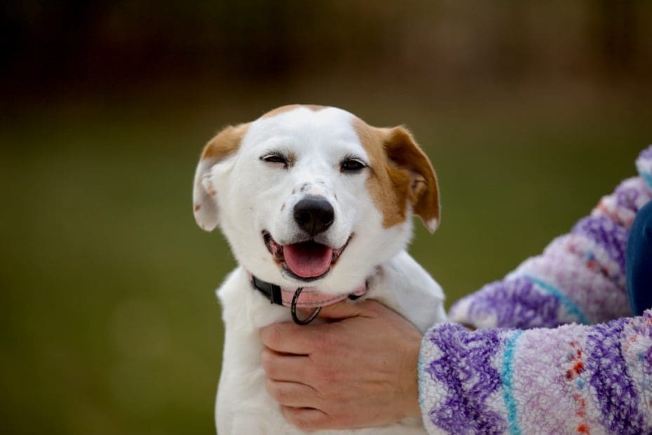 depression support animal — Depression and Support Animals: How the Bond Between You and Your Pet Can Help You Heal