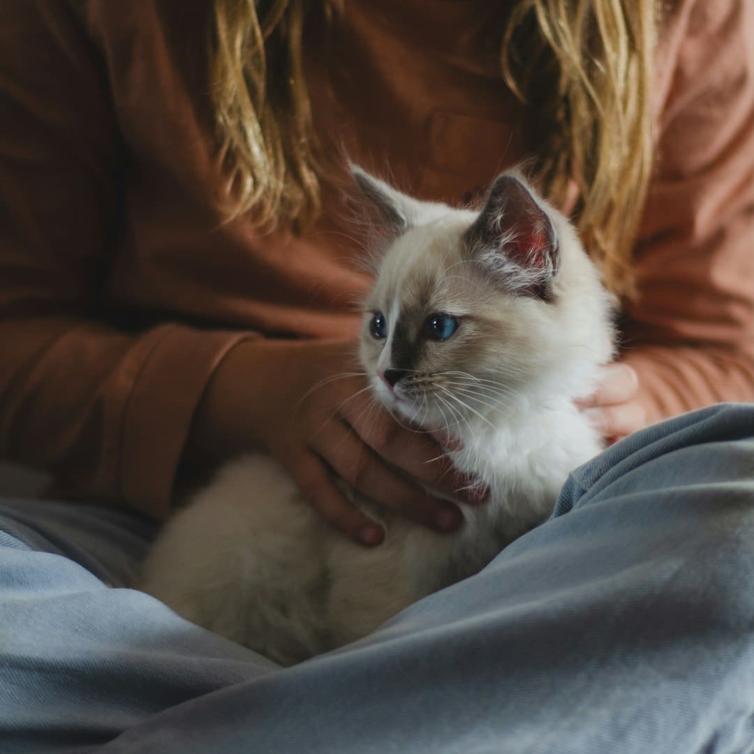 depression support animal — A kitten sits comfortably in someone's lap.