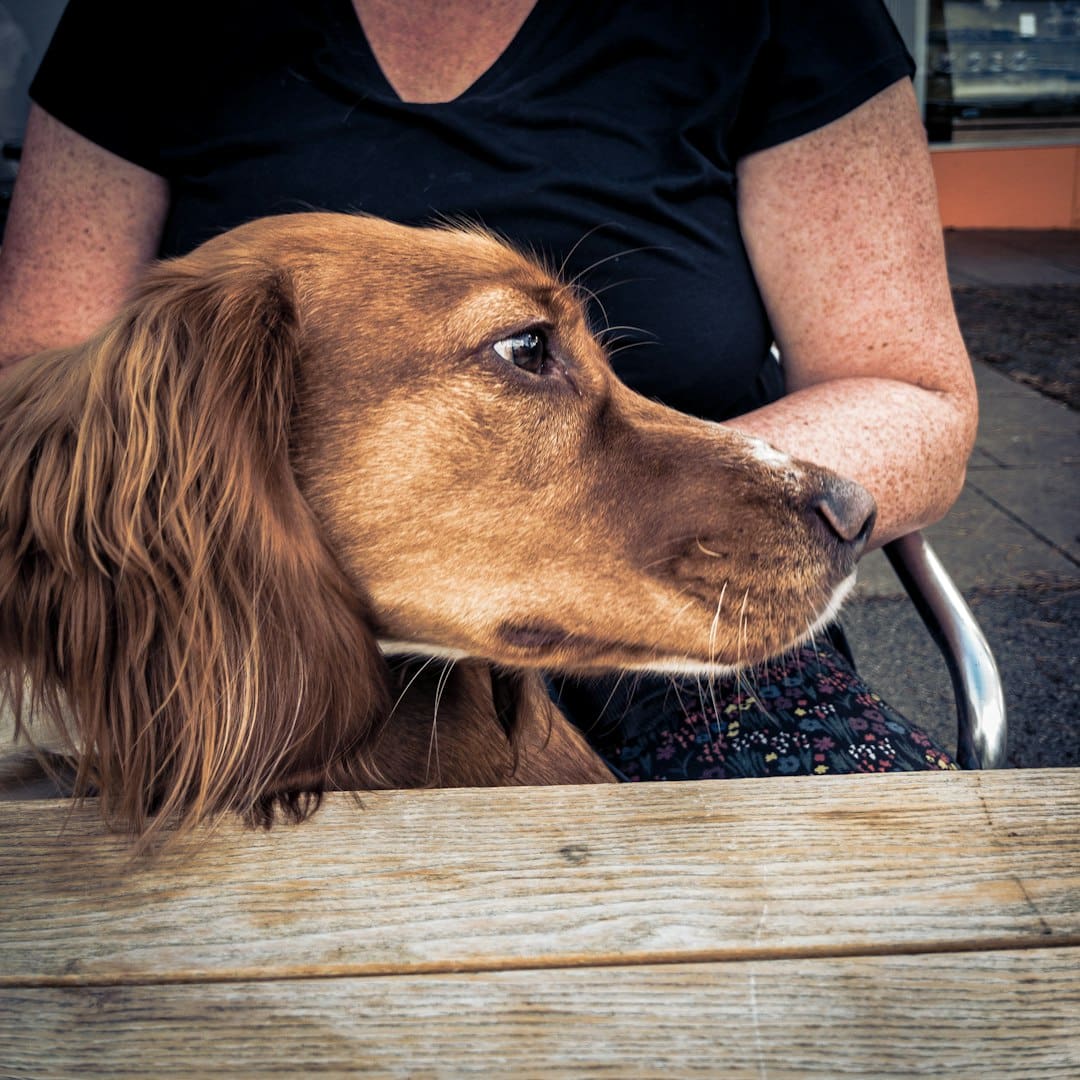 depression support animal — a dog lying on a bench