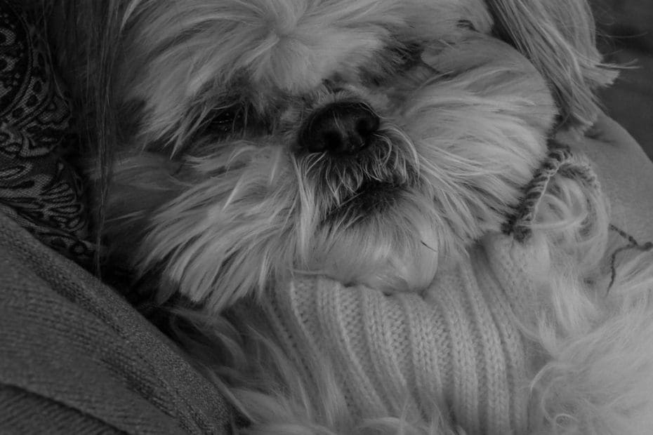 anxiety support animal — Anxiety and Support Animals: How the Human-Animal Bond Reduces Symptoms