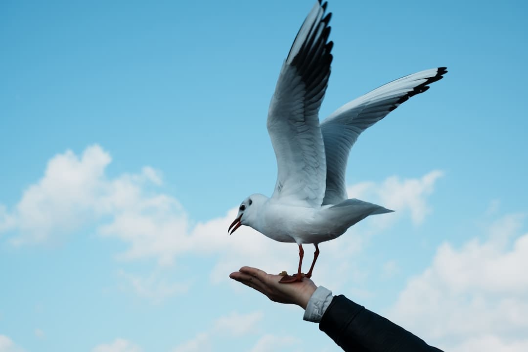 cats as support animals — Seagull landing on a person's hand against blue sky