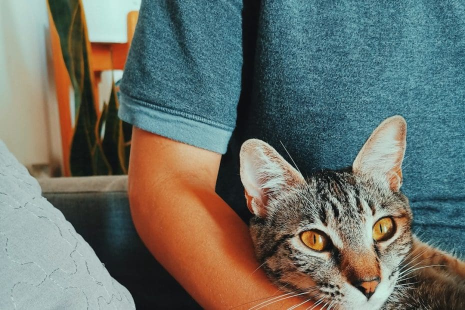 pet stress signals — Pet Stress Signals: What Your Dog or Cat Is Trying to Tell You
