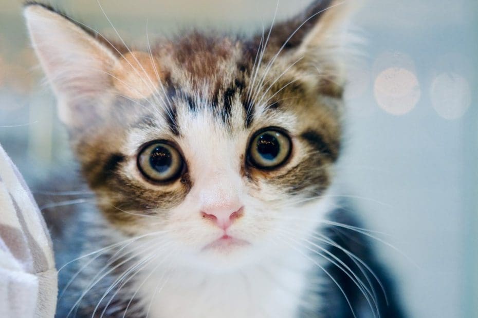 rescue support animal — Rescue Animals as Support Animals: What to Consider Before You Adopt