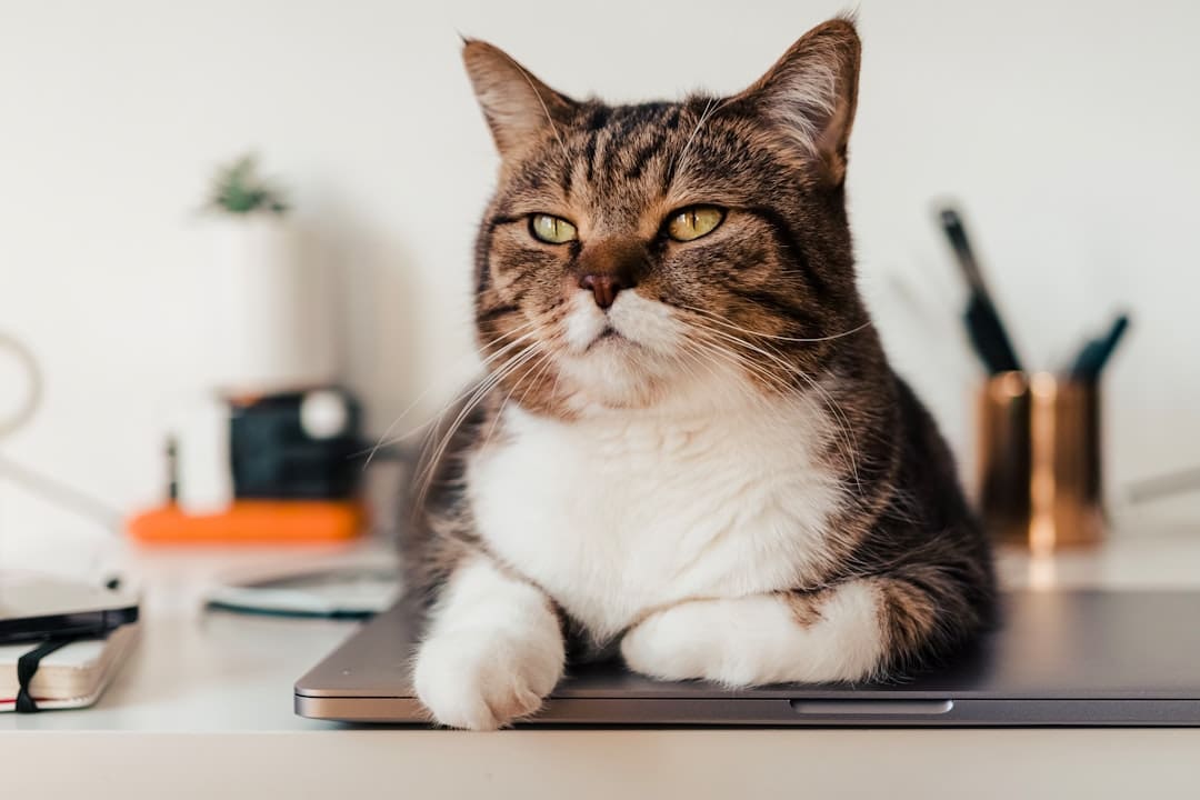 support animal nutrition — white and brown cat on macbook pro