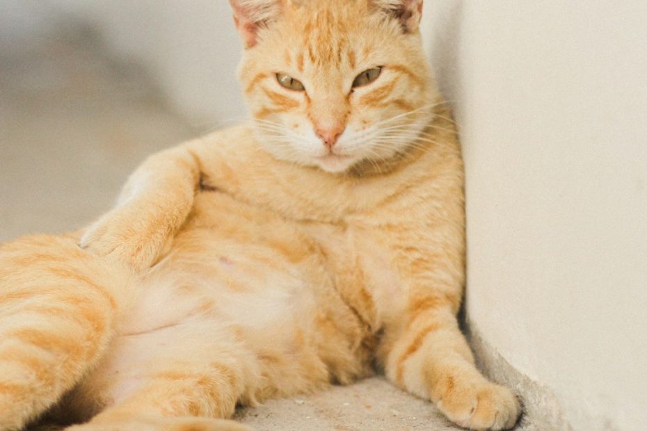 mental enrichment for support animals — Exercise and Mental Enrichment for Support Animals: Why a Stimulated Pet Is a More Effective One