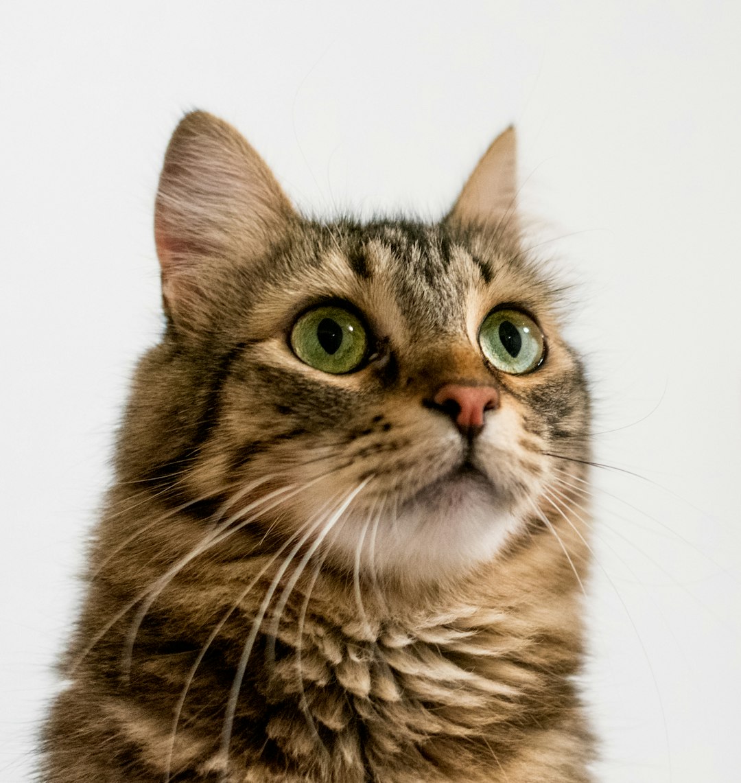 mental enrichment for support animals — brown tabby cat in white background