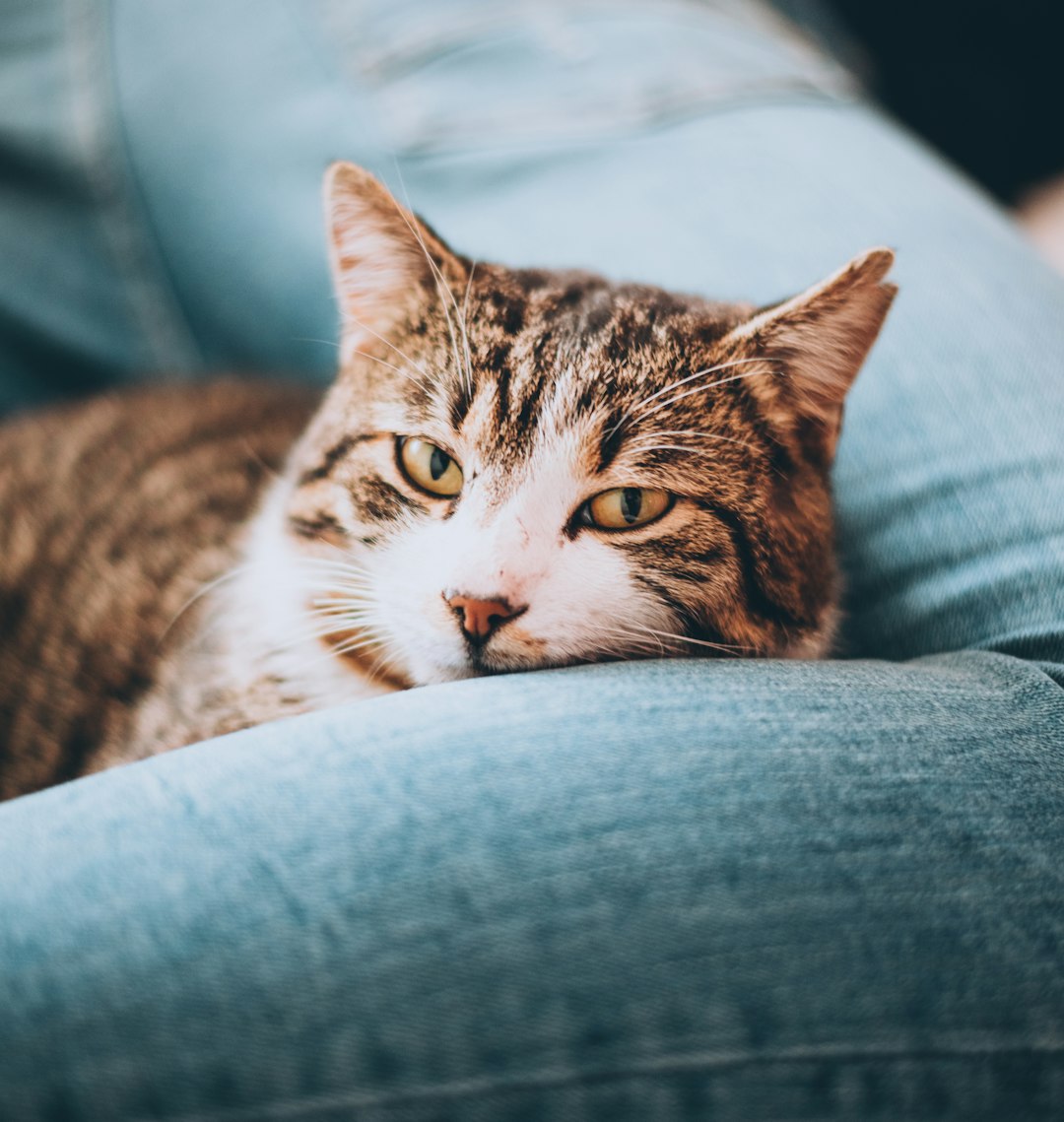 insomnia sleep disorders — brown tabby cat on blue denim jeans