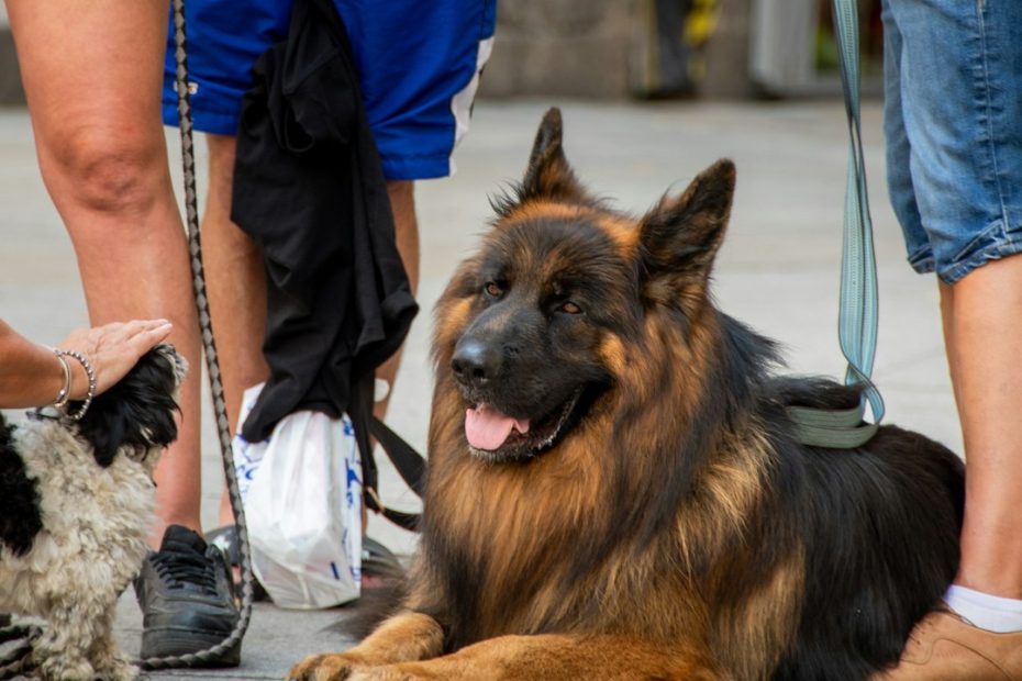 insomnia sleep disorders — Insomnia and Sleep Disorders: Can Sleeping With Your Pet Actually Help?