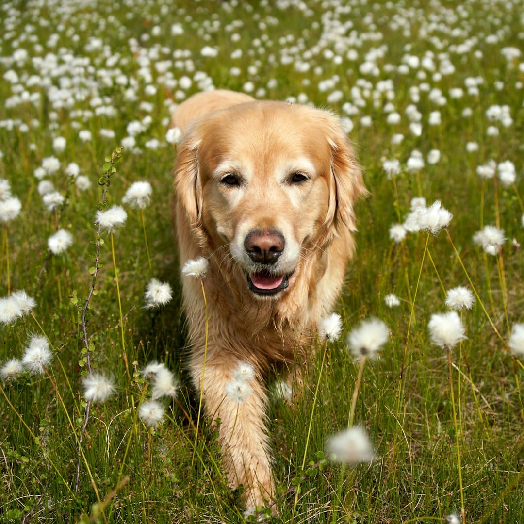 support animal health — Happy golden retriever walks through flowers.