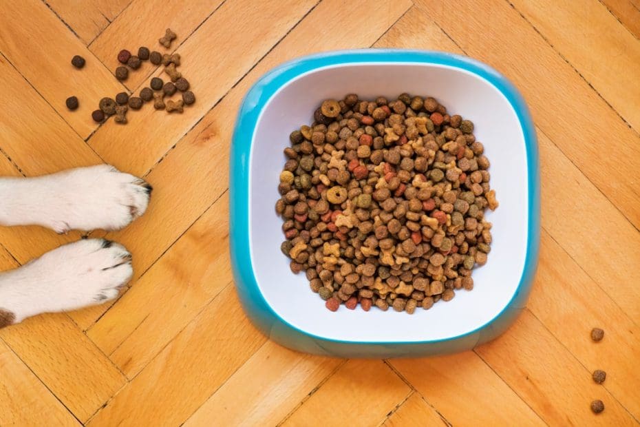 support animal health — Support Animal Health: A Year-Round Wellness Guide for Every Season