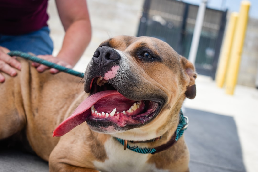 choosing the right support animal — brown and white short coated dog with blue collar