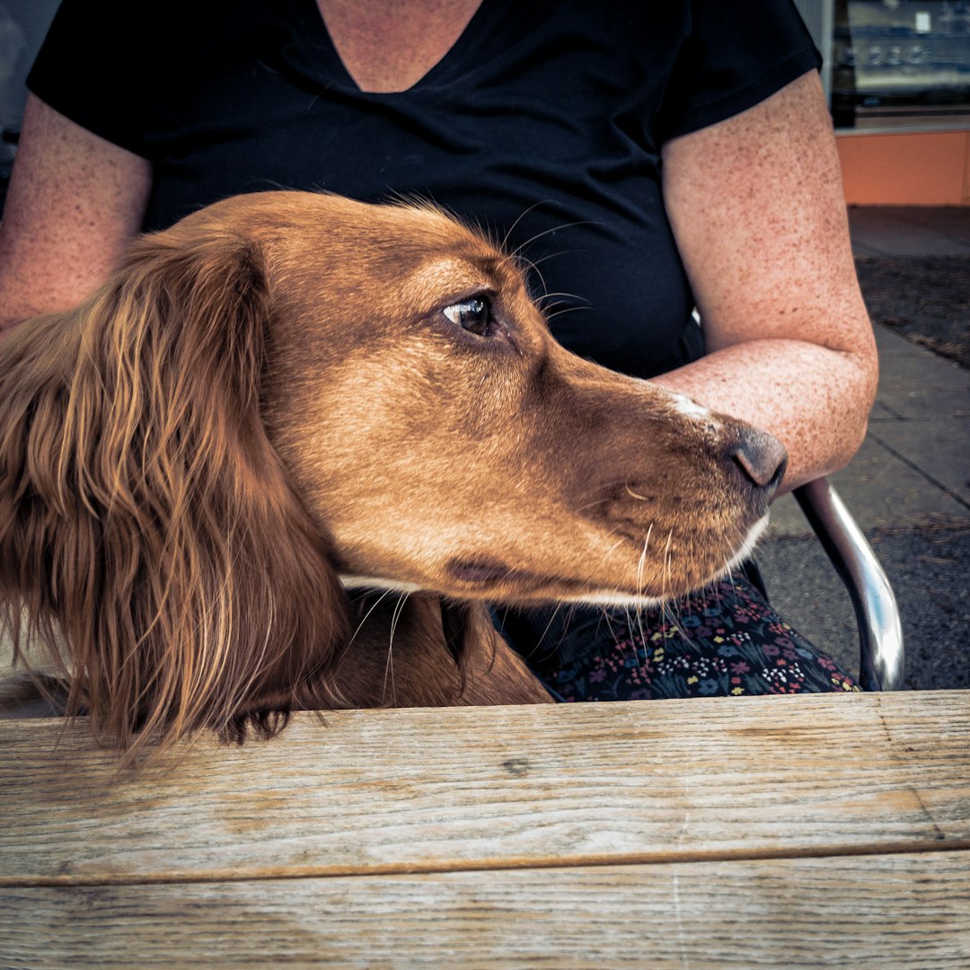 support animal — a dog lying on a bench