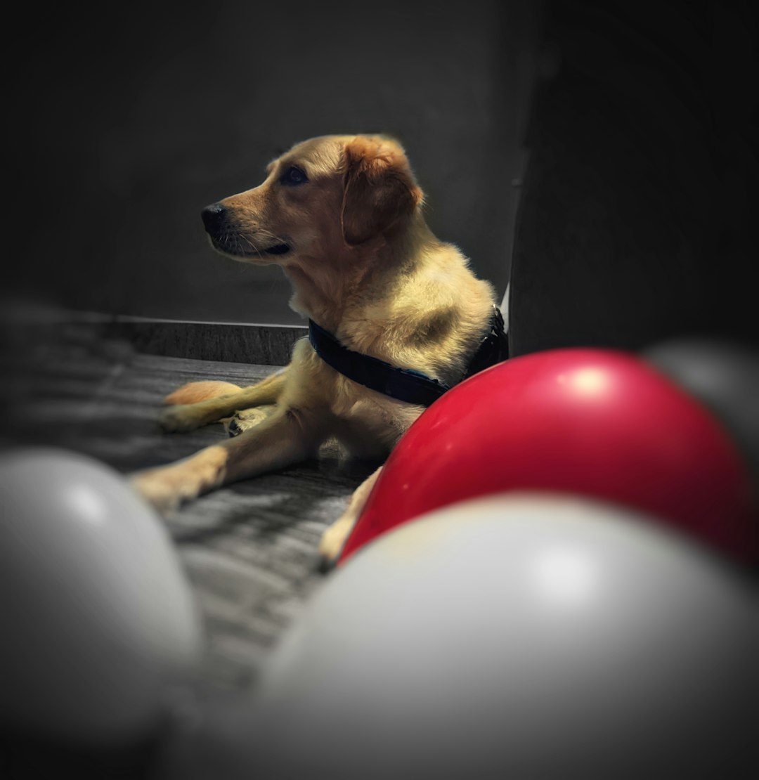 support animal — a dog sitting on a table with balloons in the background