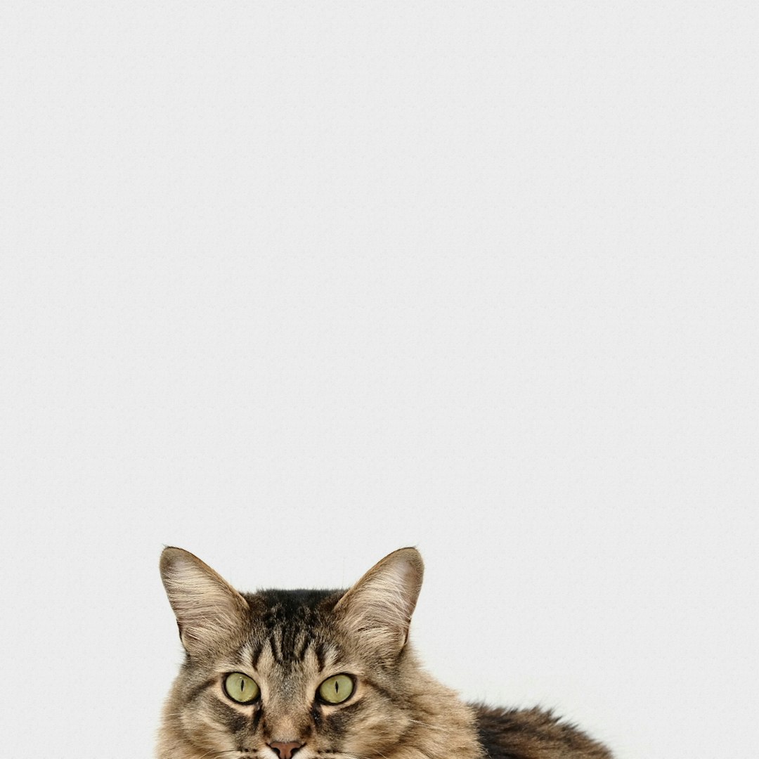 pet stress bond — brown and white tabby cat