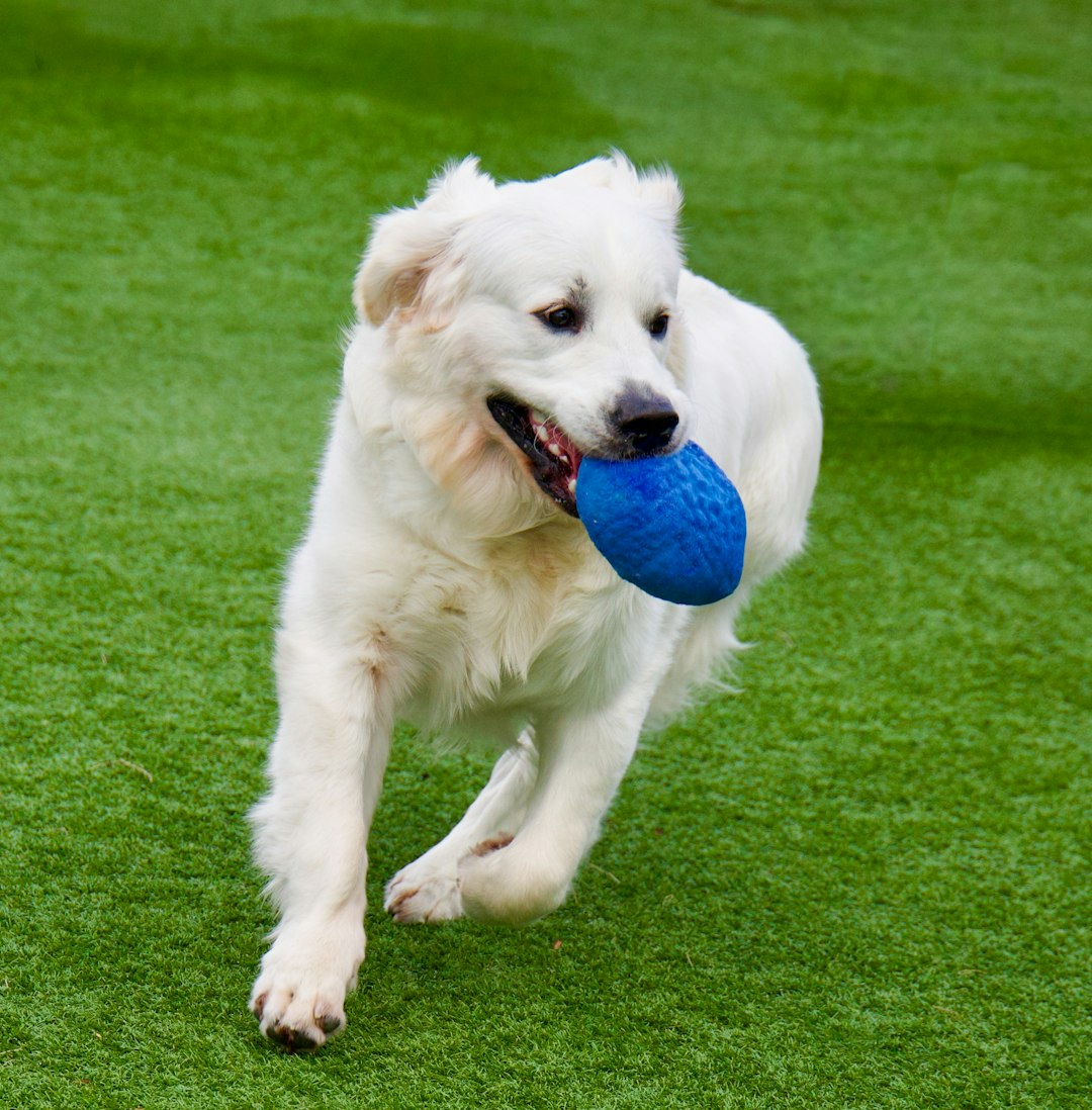 pet stress bond — A white golden retriever running across green grass with a blue toy