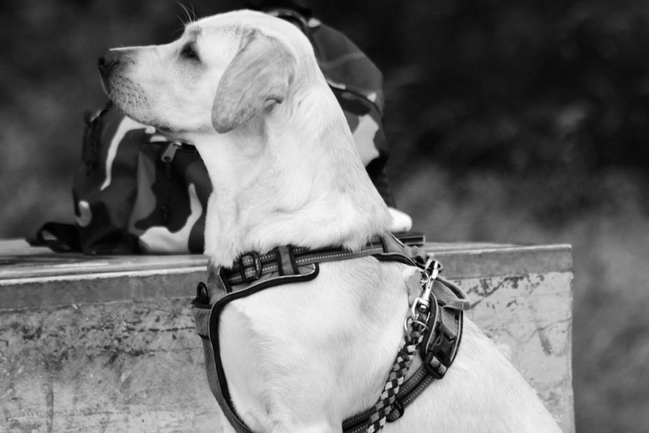 pet stress bond — Signs Your Pet Is Stressed: What It Means for Your Bond