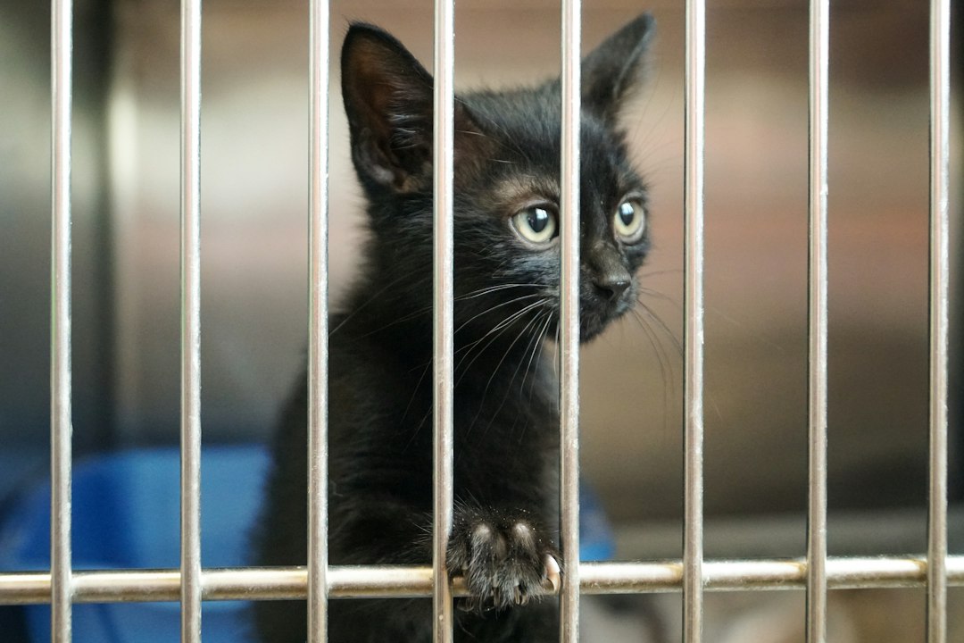 support animal letter — shallow focus photography of black kitten