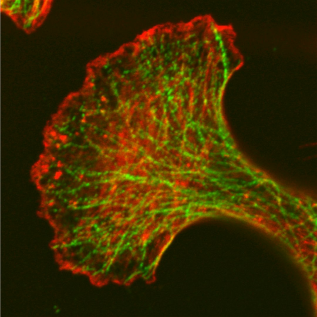 petting a dog lowers cortisol — a close up of a cell phone with green and red