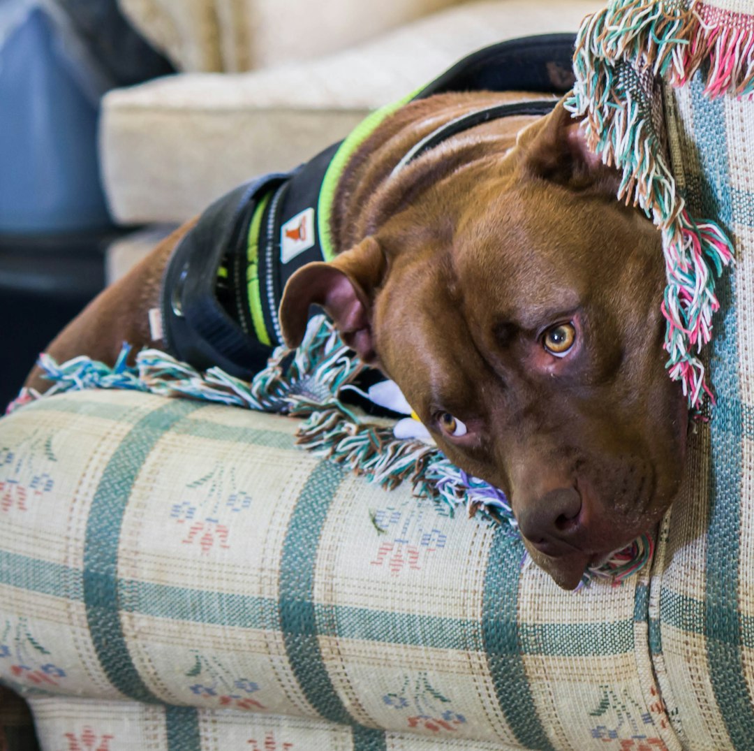 panic disorder support animals — A brown dog rests on a patterned couch