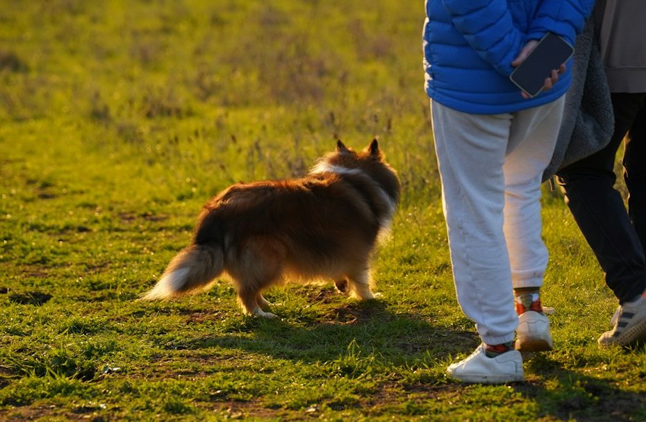 panic disorder support animals — Panic Disorder and Support Animals: How Animal Presence Interrupts an Attack