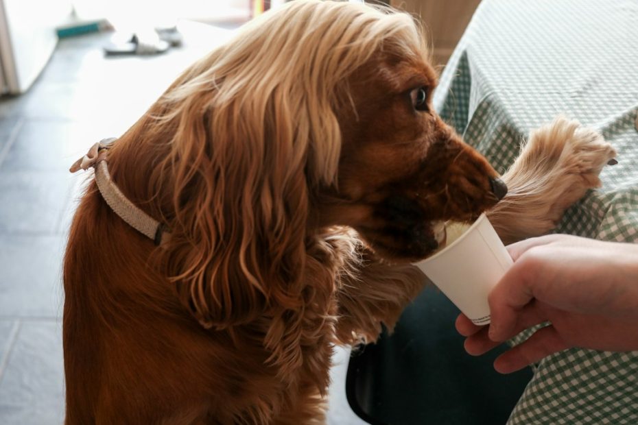 clinician support animal — Talking to Your Clinician About a Support Animal: How to Start the Conversation