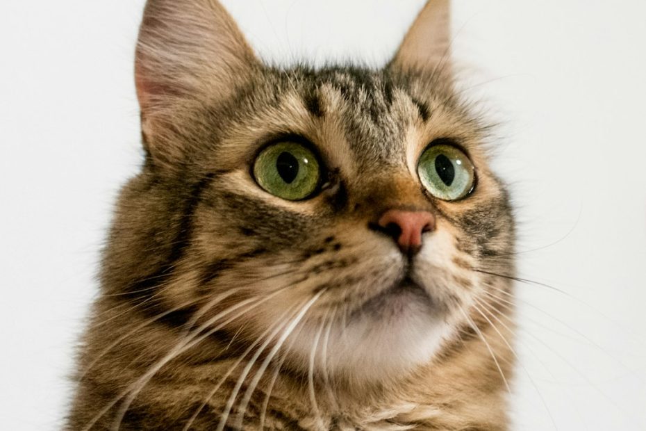 travel wellness — Travel Wellness for Support Animals: How to Keep Your Pet Calm on the Road